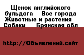 Щенок английского бульдога  - Все города Животные и растения » Собаки   . Брянская обл.